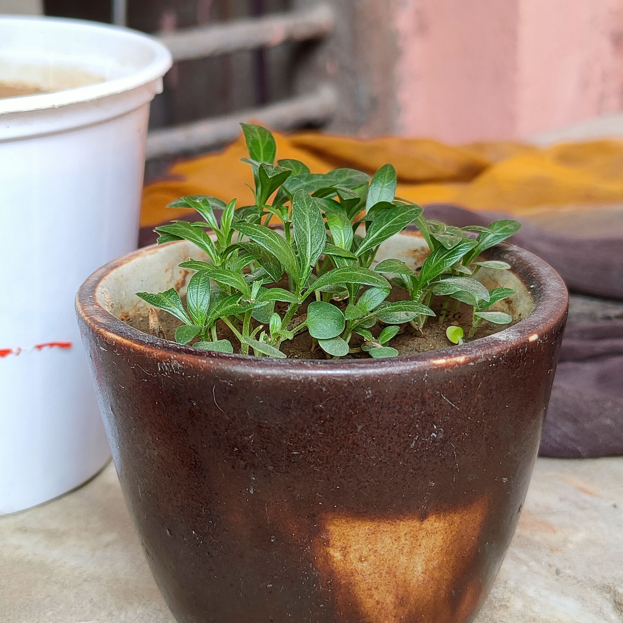 Photo of the plant species Queen of Hearts Petunia by @SupermanBanana named Maxican pitunia purple seedlings on Greg, the plant care app