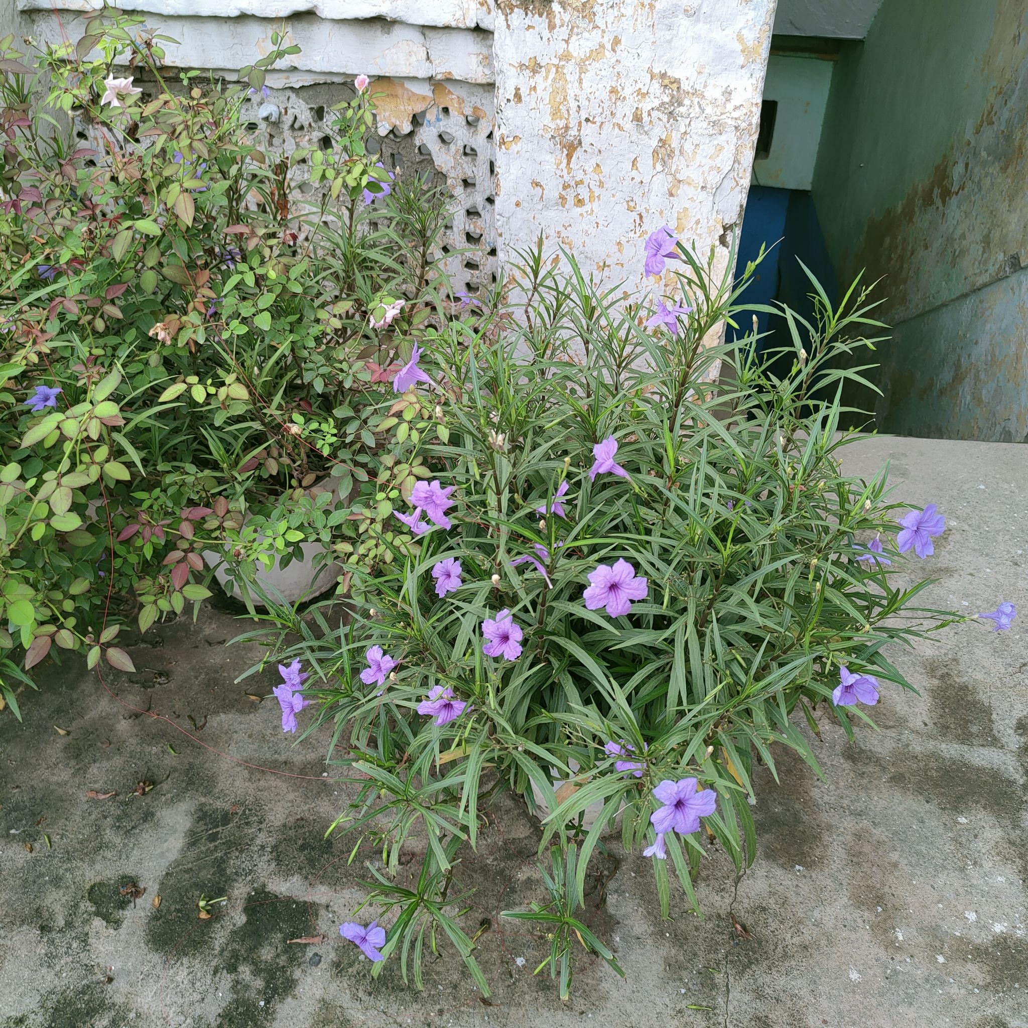 Mexican Bluebell plant with purple flowers in an outdoor setting.