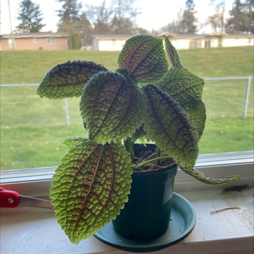 Pilea mollis plant in a pot on a windowsill with healthy, textured green leaves.