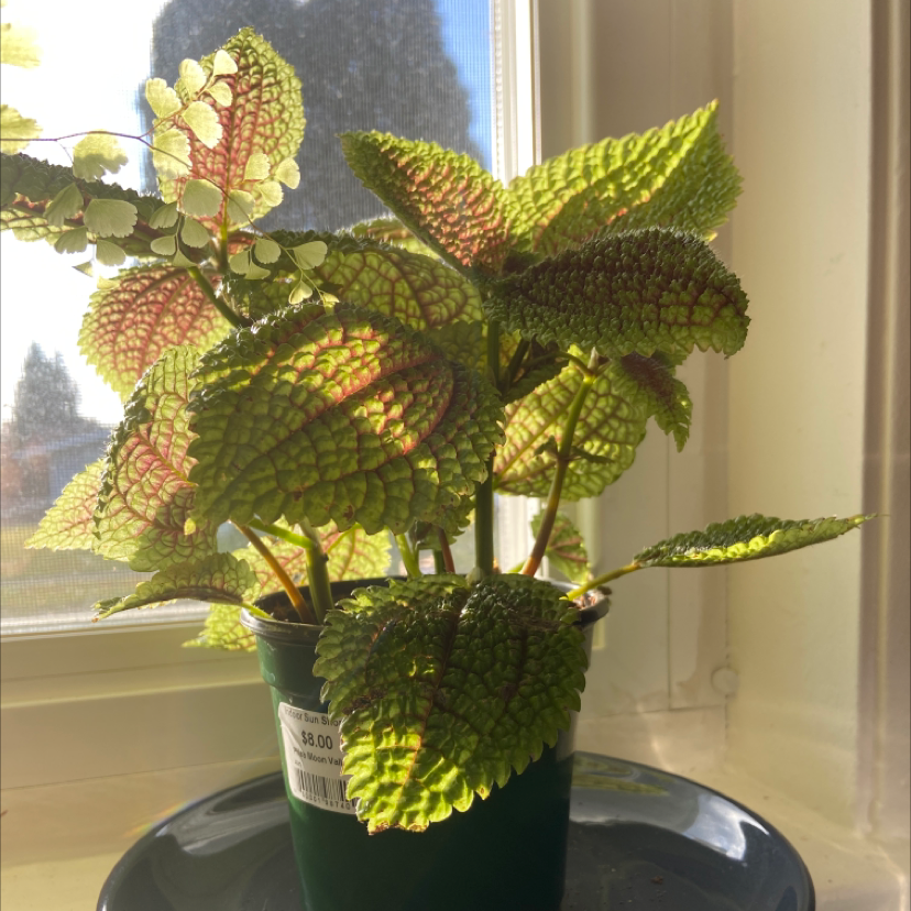 Pilea mollis plant in a pot with vibrant green and red leaves, placed on a saucer.
