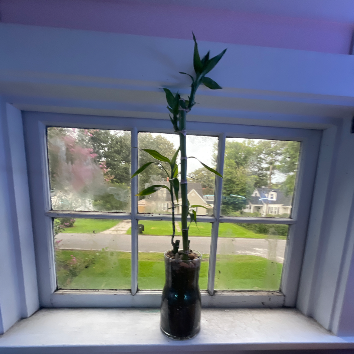 Lucky Bamboo plant photo by @reagannn named zhuzie mei on Greg, the plant care app.