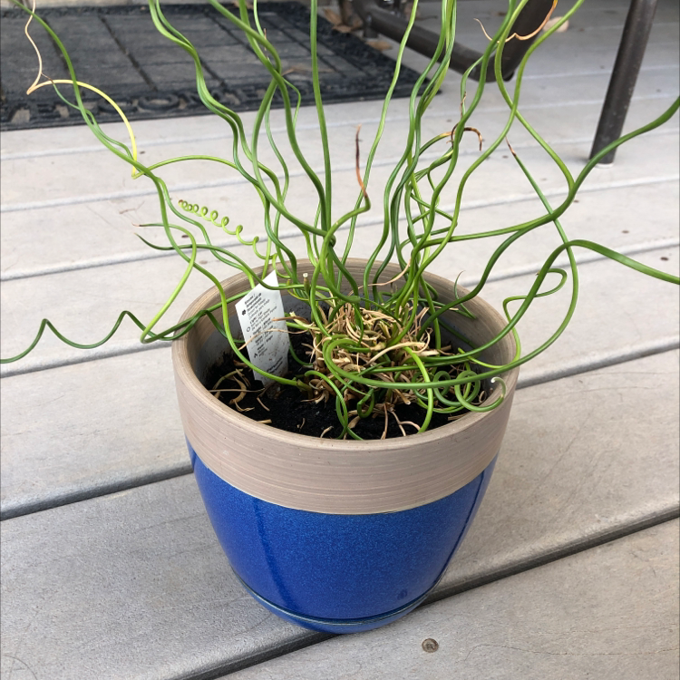 Potted Common Rush plant with curly green stems in a blue pot on a wooden surface.