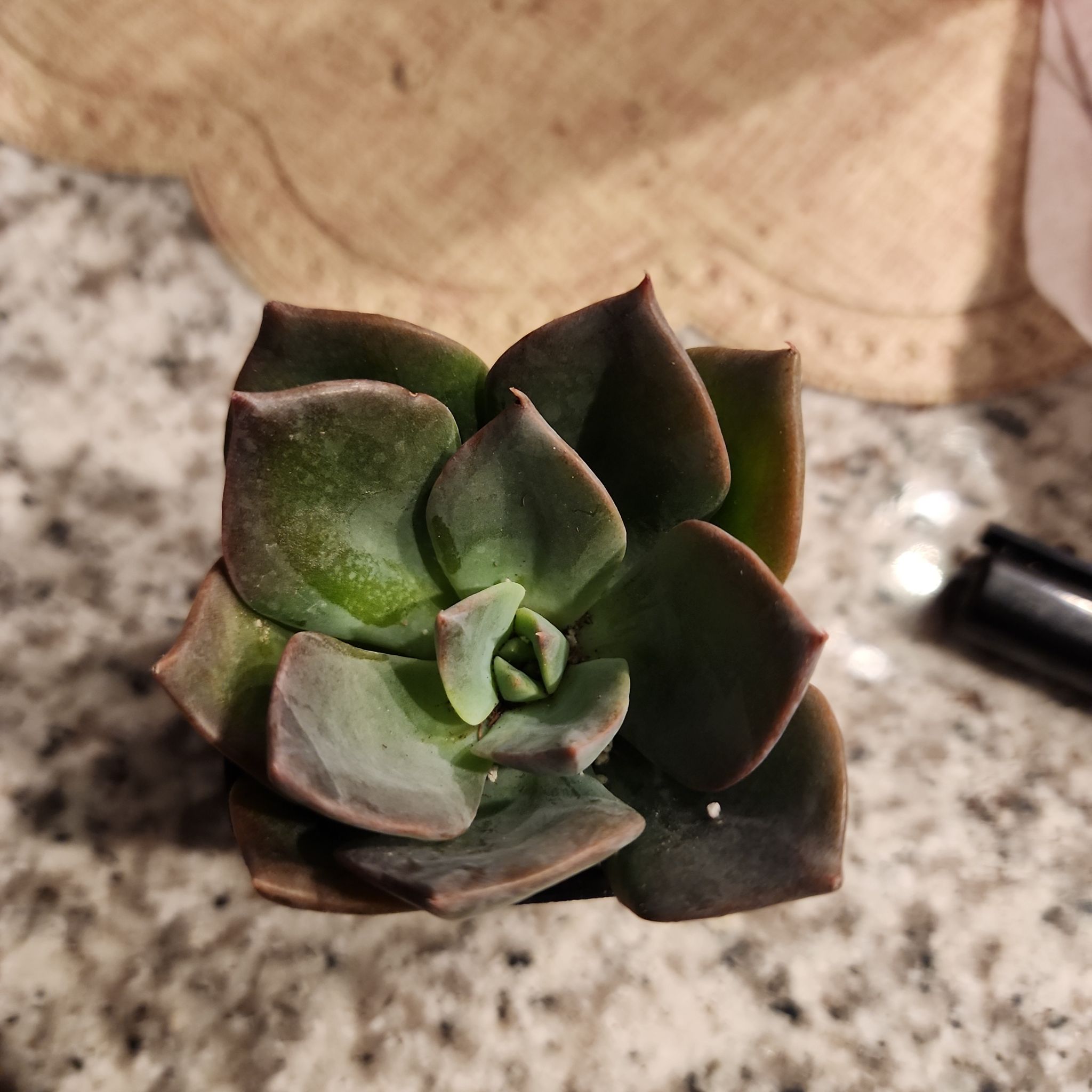 Photo of the plant species Echeveria 'Princess Blue' by @BubblyCodiaeum named Drake on Greg, the plant care app