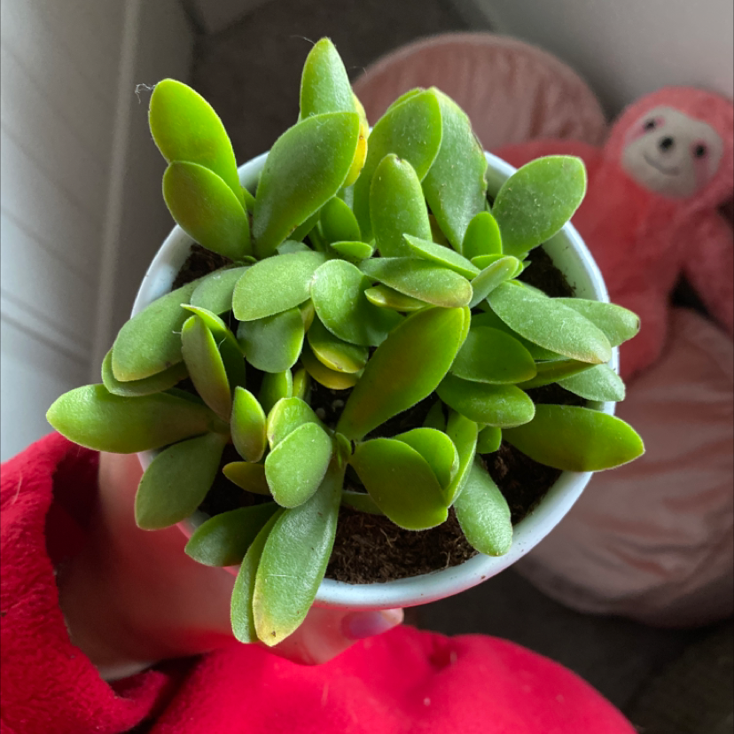 Photo of the plant species Rex Begonia by Audrey named Drake on Greg, the plant care app