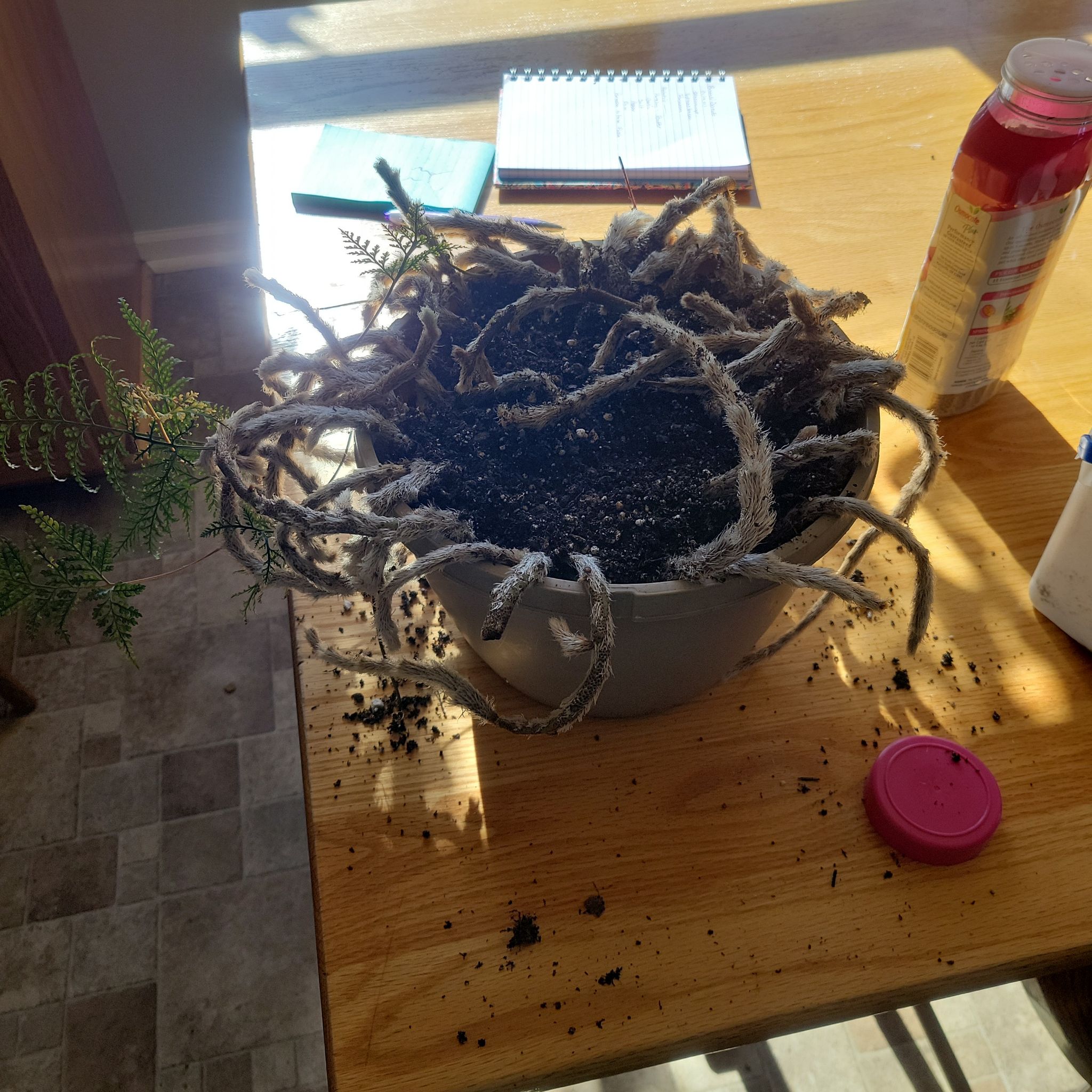 Photo of the plant species Squirrel's Foot Fern by @LimberMum named Squirrel foot fern on Greg, the plant care app
