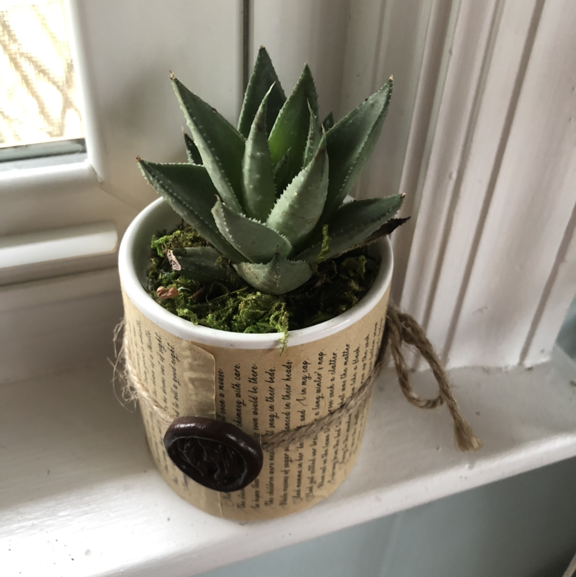 Potted Short-Leaved Aloe plant on a windowsill, decorated pot with book page and wax seal.