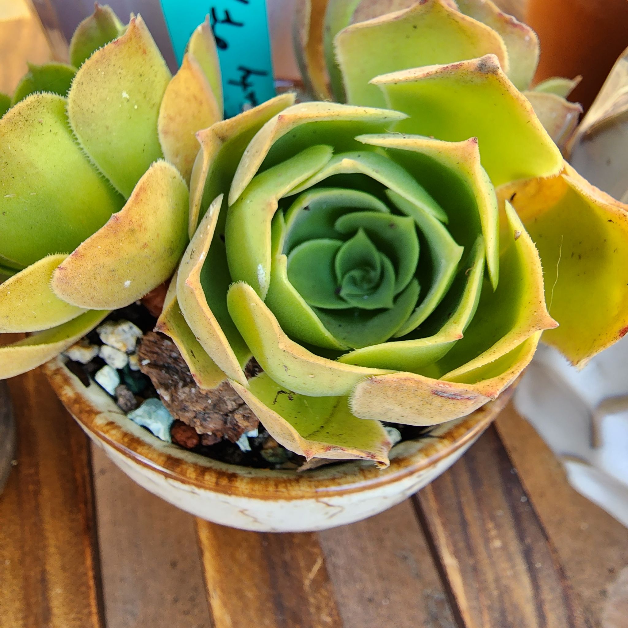 Photo of the plant species Aeonium 'Blushing Beauty' by @venusatlas named Ae. Blushing Beauty on Greg, the plant care app