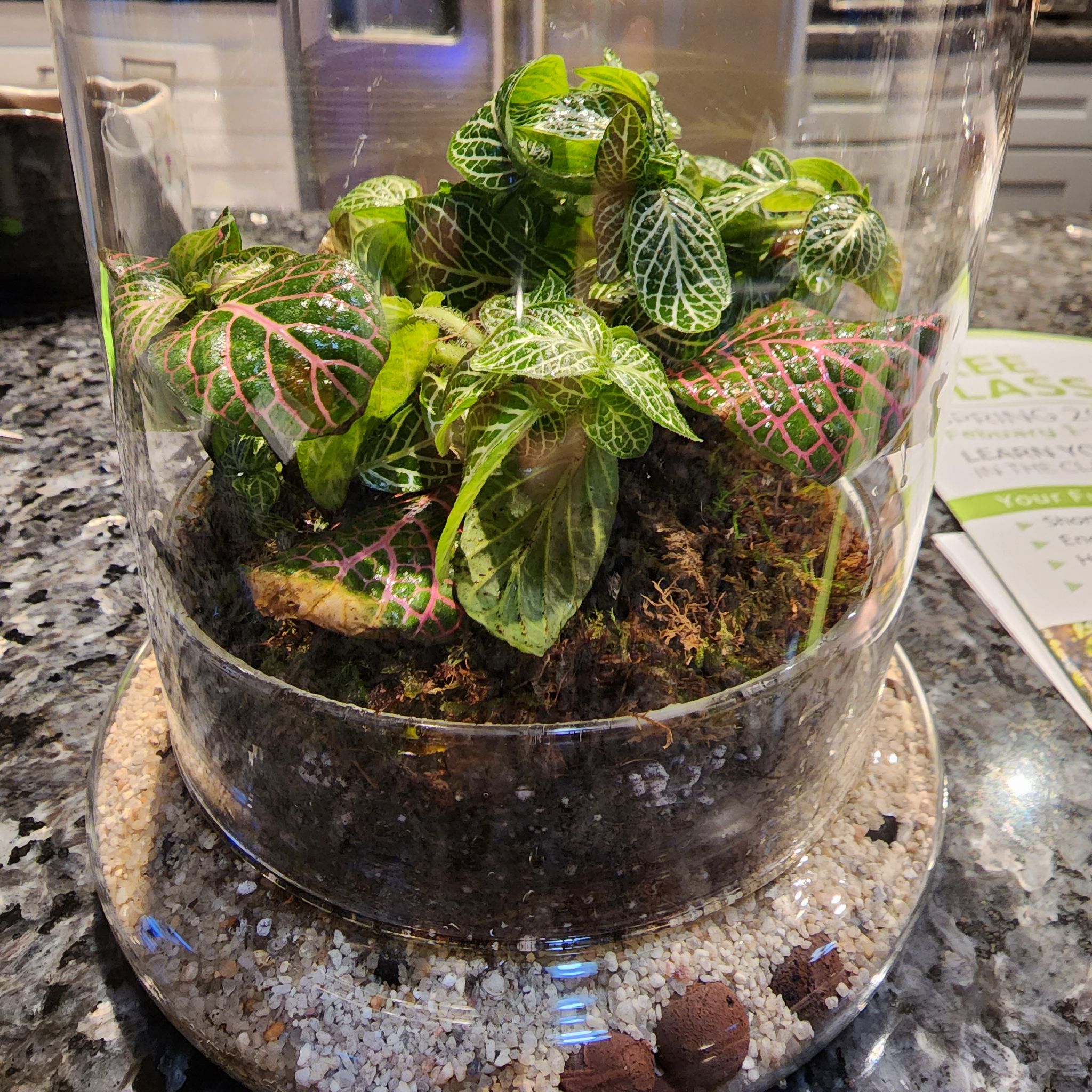 Pink Wave Nerve Plant in a glass container with visible soil and vibrant leaves.