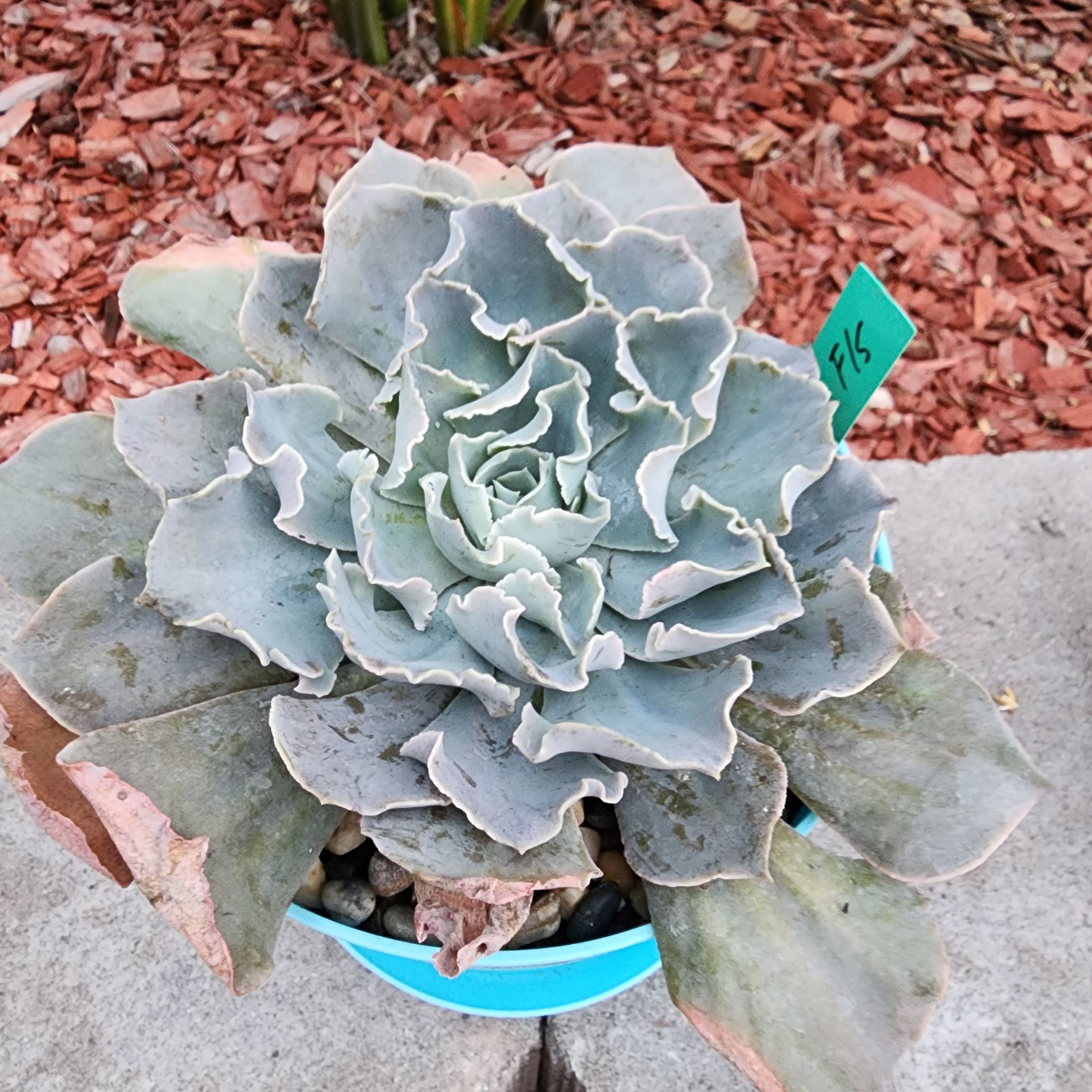 Ghost Echeveria succulent in a pot with some browning leaves.
