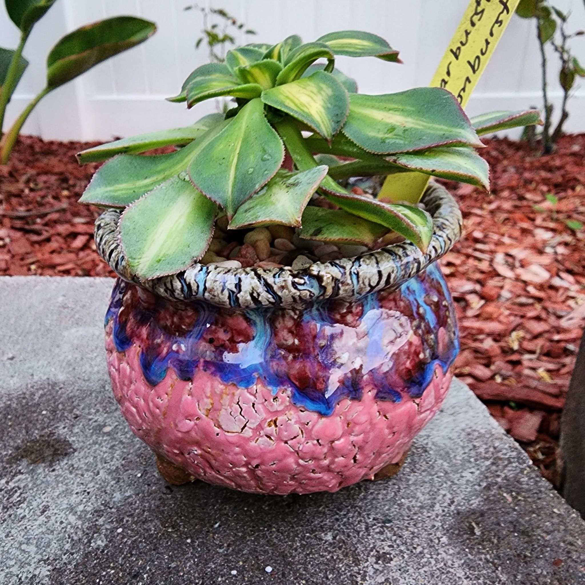 Photo of the plant species Moonburst Aeonium by @venusatlas named Ae. Moonburst on Greg, the plant care app