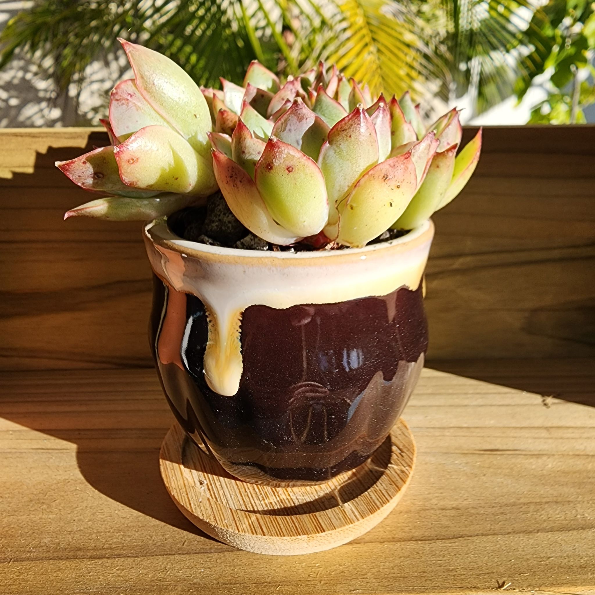 Photo of the plant species Crested Apus Echeveria by @venusatlas named E. Esther Cristata on Greg, the plant care app