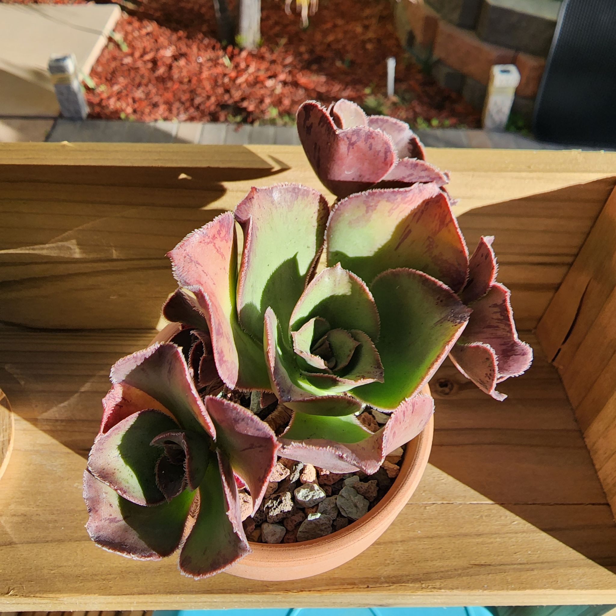 Photo of the plant species Giant Red Aeonium by @venusatlas named Ae. Roscov on Greg, the plant care app