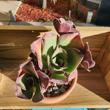 Photo of the plant species Giant Red Aeonium by Venusatlas named Ae. Roscov on Greg, the plant care app