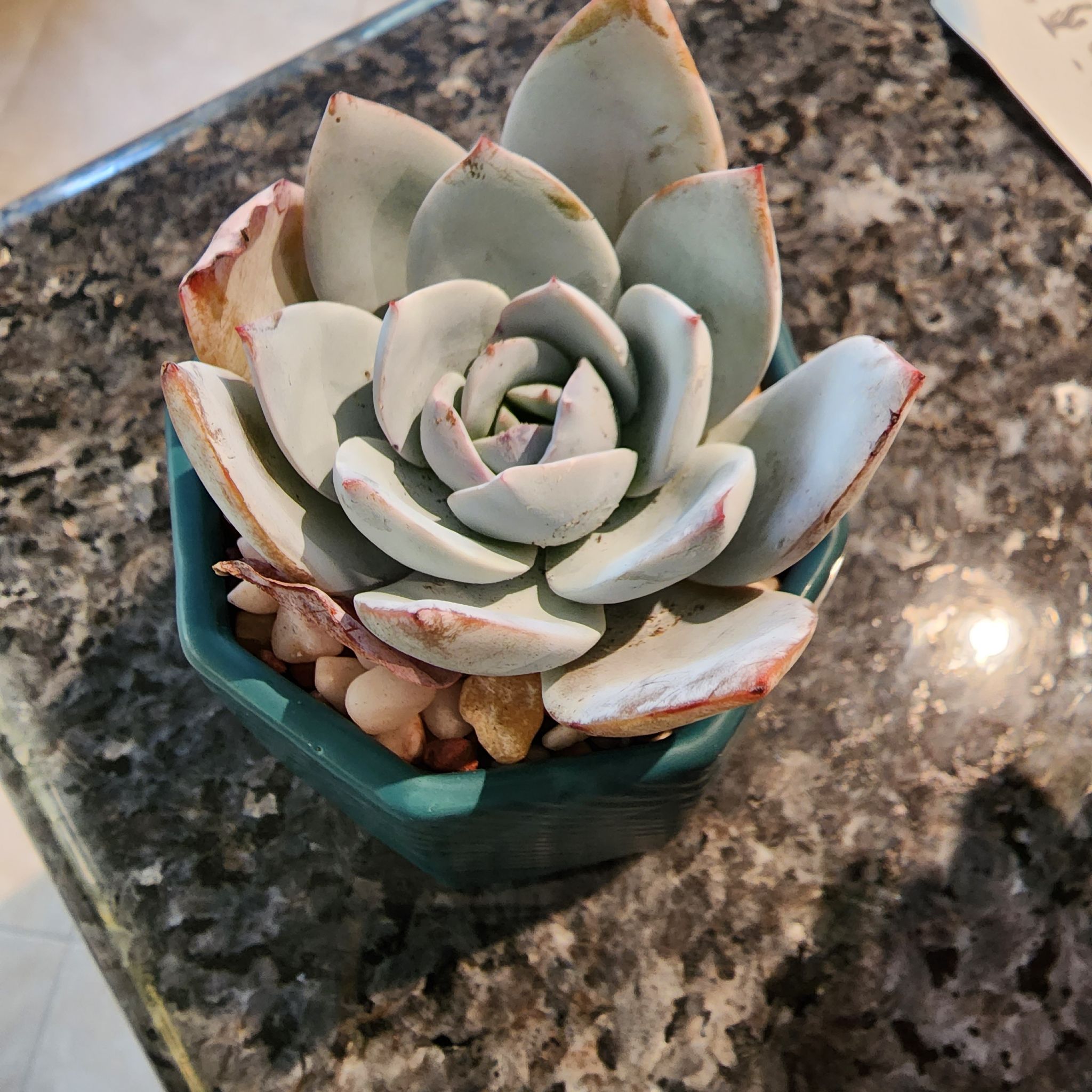 Photo of the plant species Echeveria 'White Lotus' by @venusatlas named E. White Lotus on Greg, the plant care app