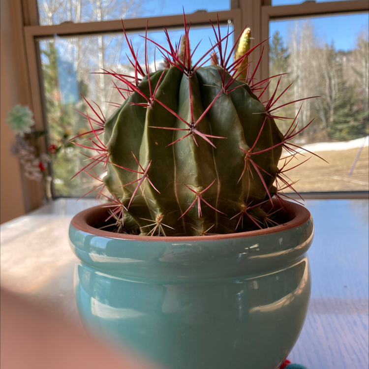 Sonora Barrel cactus in a blue pot, healthy with no visible issues.