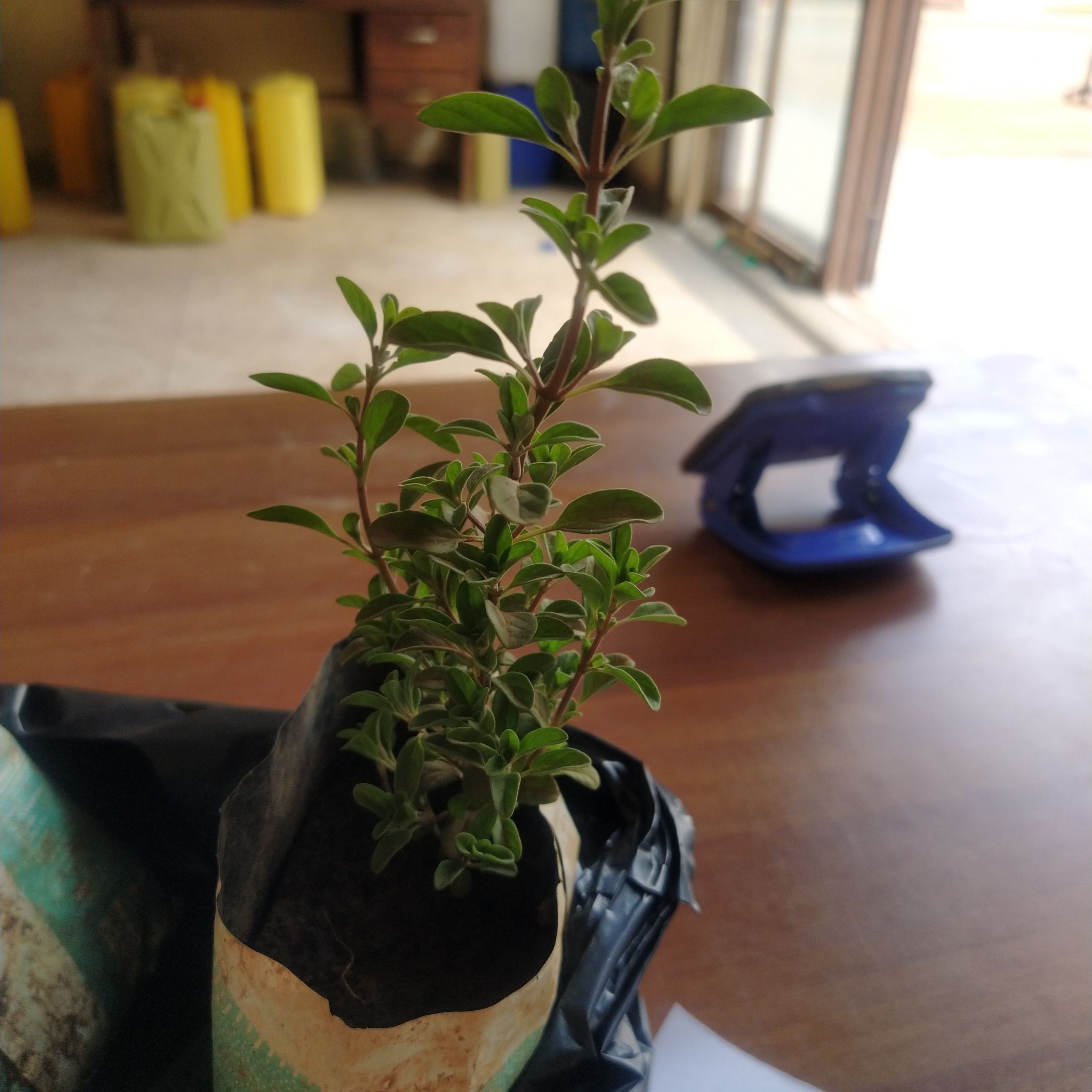 Healthy Snowrose plant in a container with green leaves, well-framed and centered.