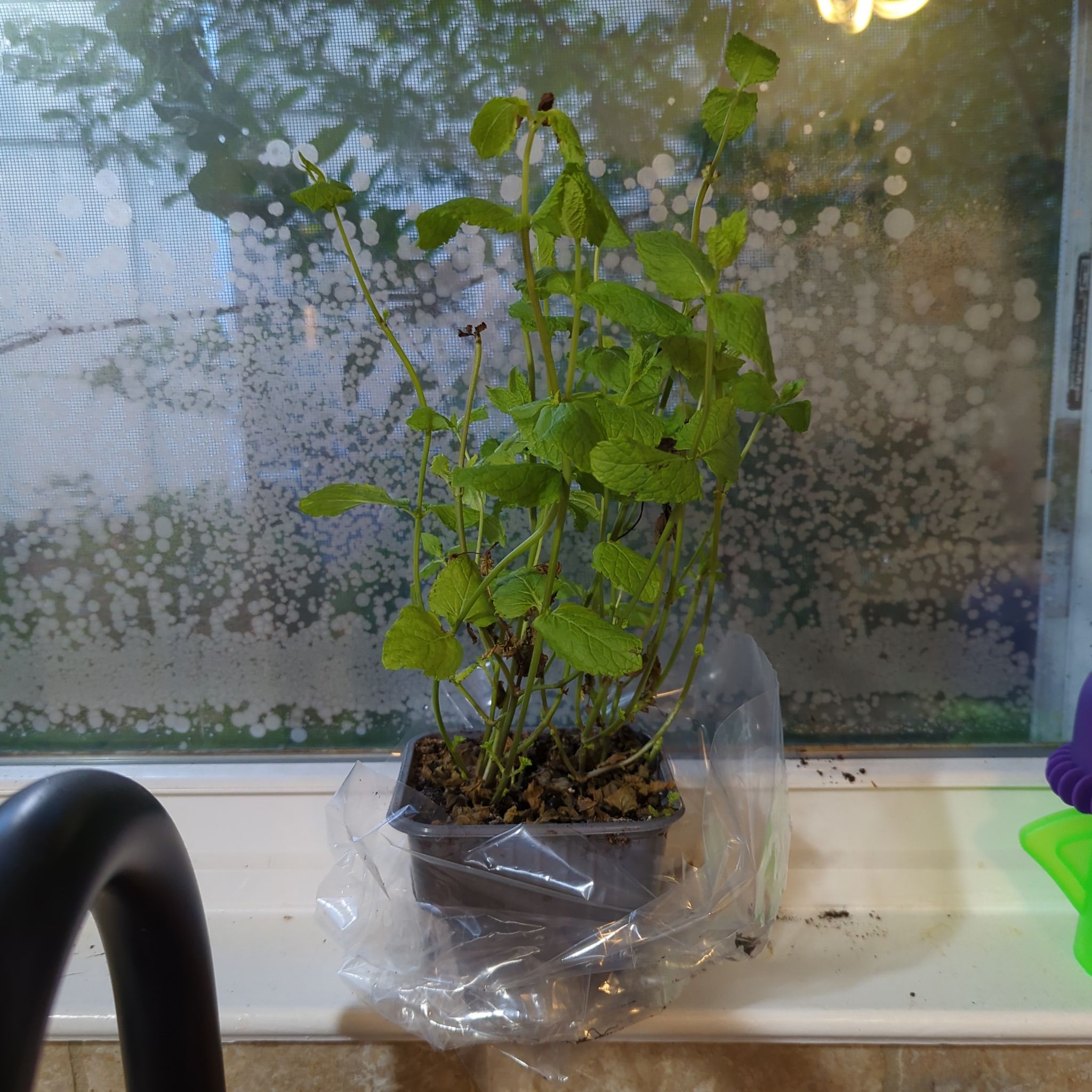 Photo of the plant species Wild Basil by @HappyRedflax named Mint on Greg, the plant care app
