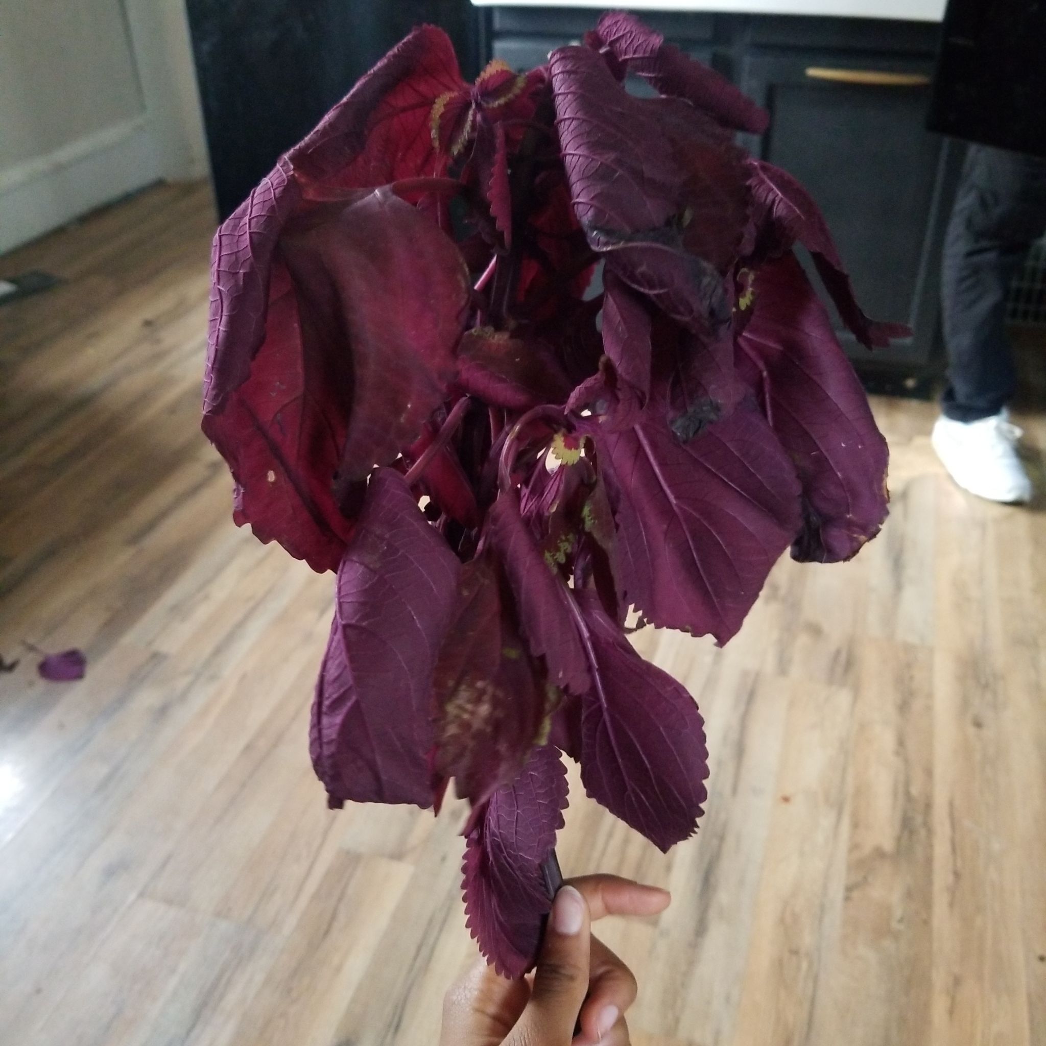 Photo of the plant species Purple Smoke Bush by @SolidlyCalethea named Victor on Greg, the plant care app