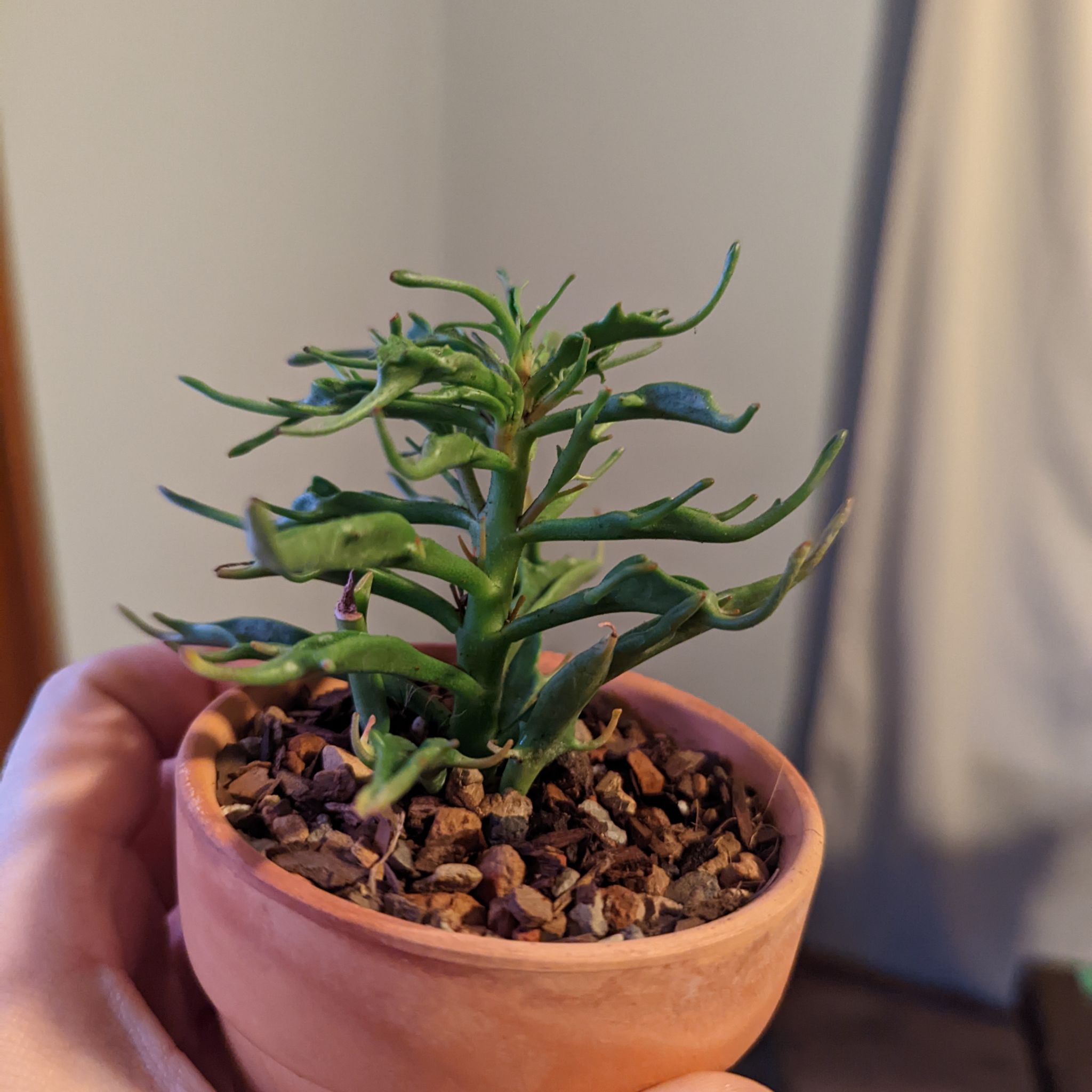 Photo of the plant species Kalanchoe Tarantula by @FoxyMyrtleoak named Spiderman on Greg, the plant care app