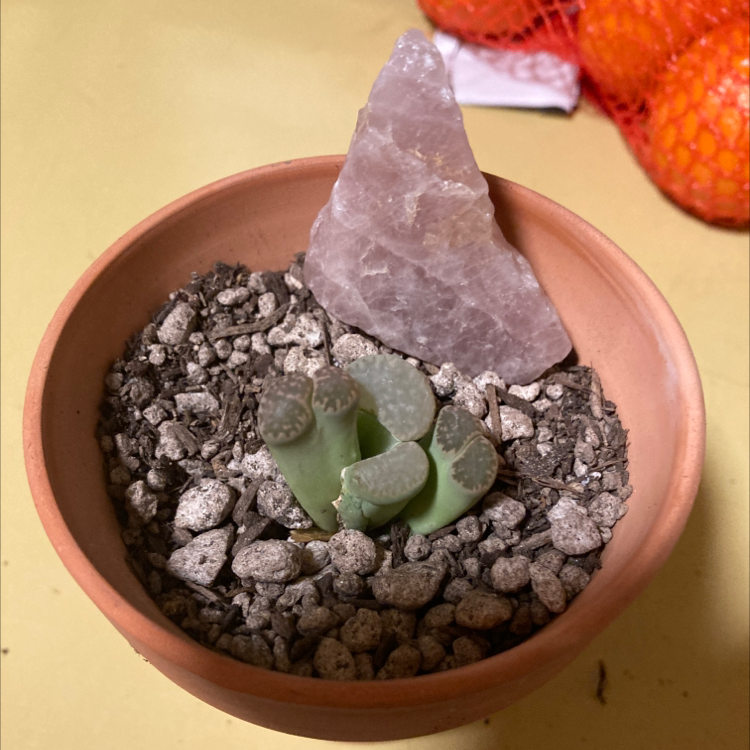 Lithops bromfieldii plant in a terracotta pot with rocky soil and a large rock.