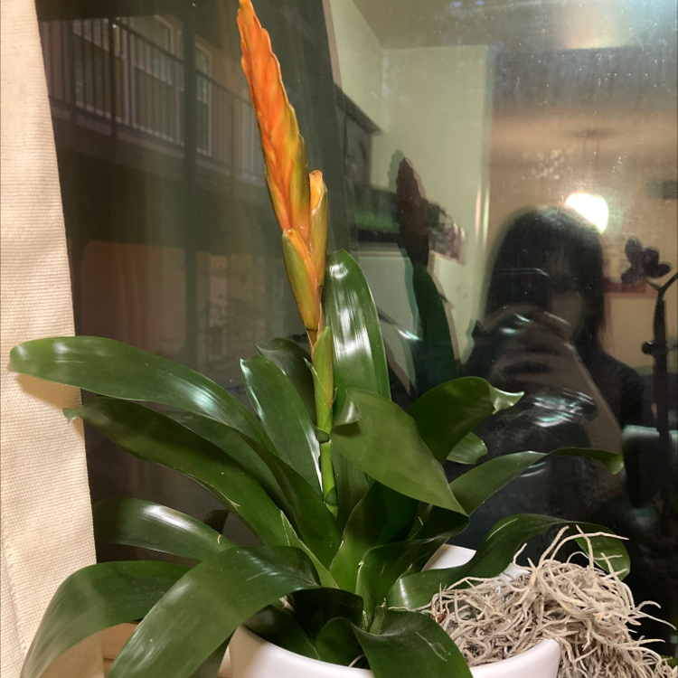 Flaming Sword Bromeliad with healthy green leaves and an orange inflorescence in a white pot.