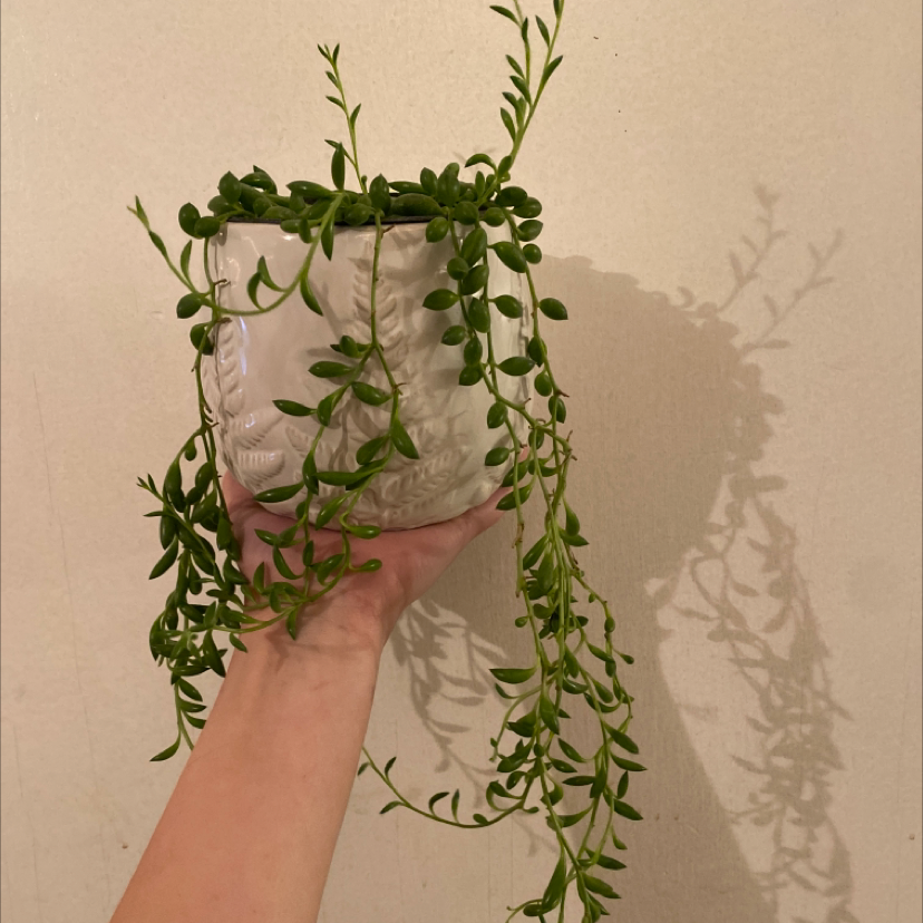 String of Bananas plant photo by @Hallesgarden named Dolores on Greg, the plant care app.