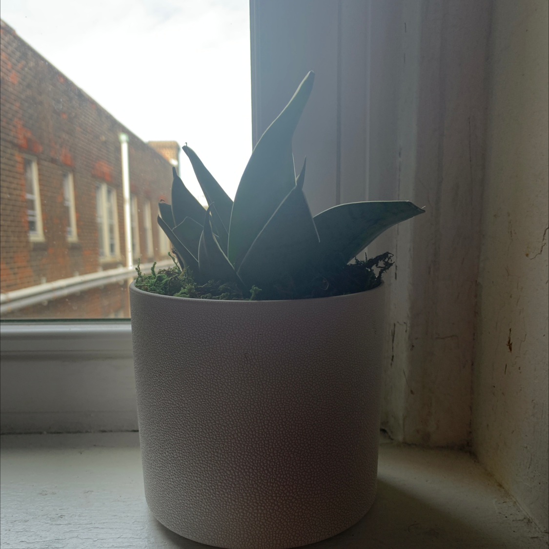 Healthy mature century plant with long blue-green spiked leaves in a brown pot on a windowsill.