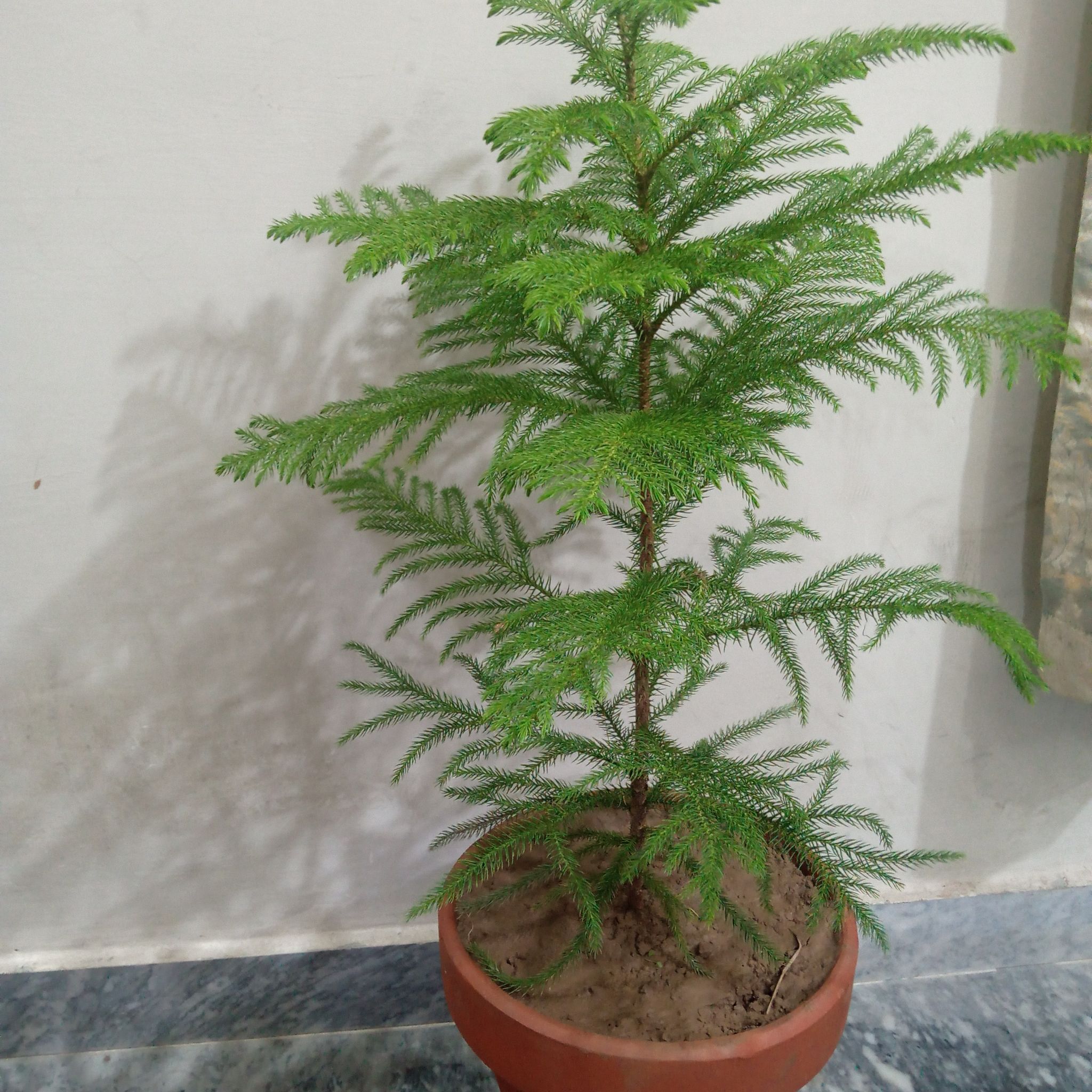 Photo of the plant species Norfolk Island Pine by @JoysomeNoni named Spikes leave on Greg, the plant care app
