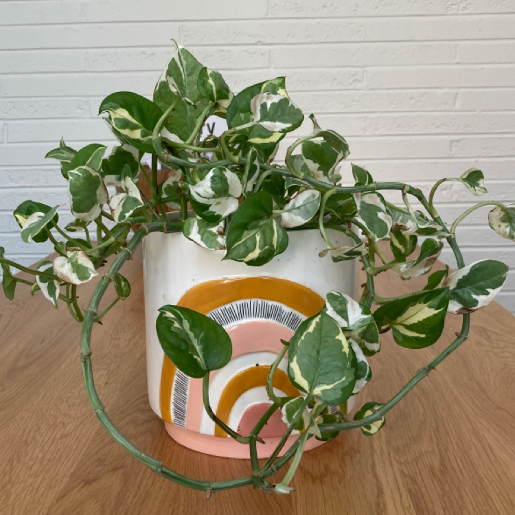 Snow Queen Pothos plant in a decorative pot with vibrant green and white variegated leaves.