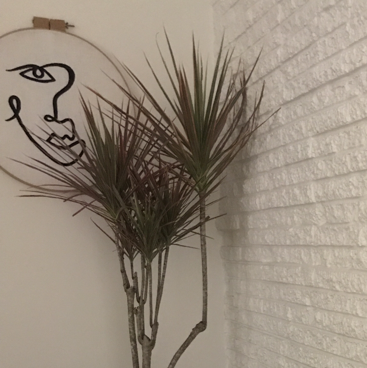 Photo of the plant species Dragon Tree by @Sisterslater named Penelope the Dracaena on Greg, the plant care app