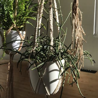 Hairy Stemmed Rhipsalis plant in North Bondi, New South Wales