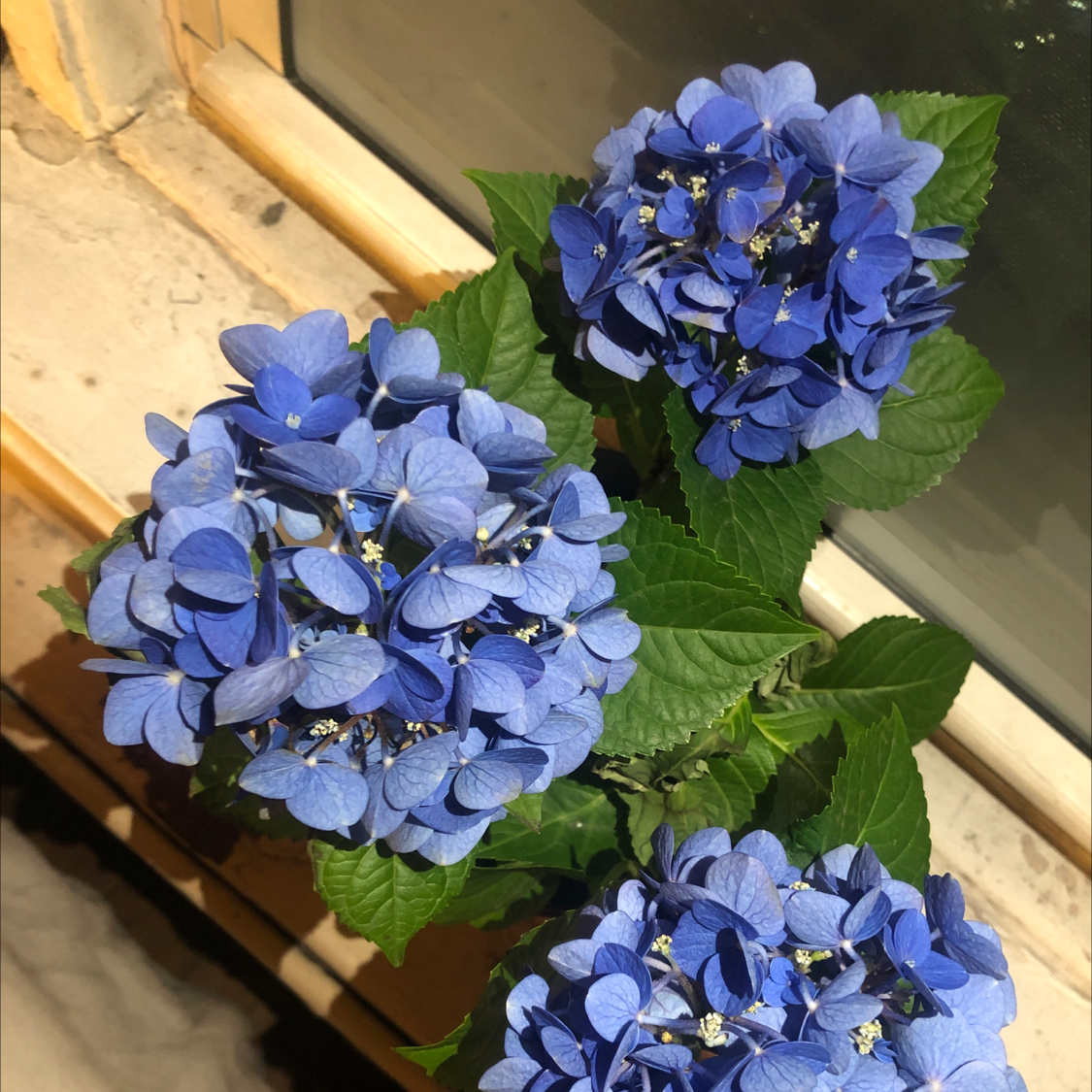 How To Prune French Hydrangea
