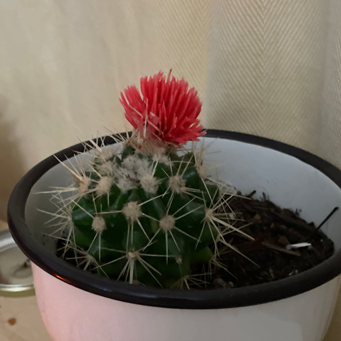 Texas Barrel Cactus with a red flower in a pot. Soil is visible.
