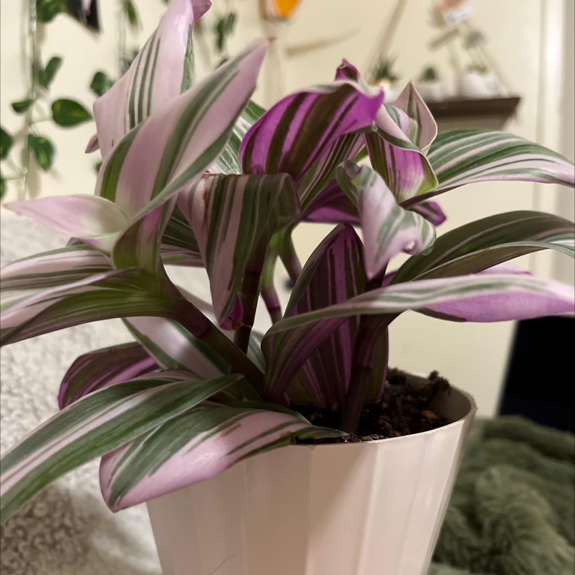 Healthy Moses-in-the-Cradle plant with vibrant purple and green striped leaves in a white ceramic pot, well-framed in a home setting.