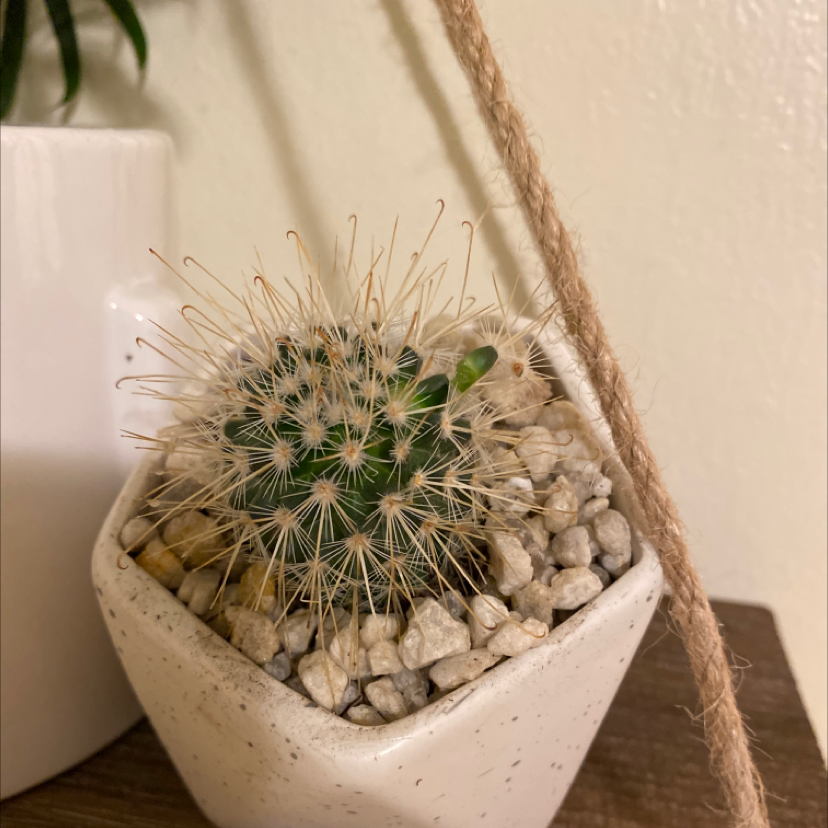 Twin Spined Cactus in a white pot with gravel, appears healthy.