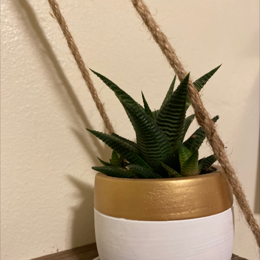 Healthy Haworthiopsis limifolia succulent with dark green triangular leaves in a white ceramic pot with twine decor.