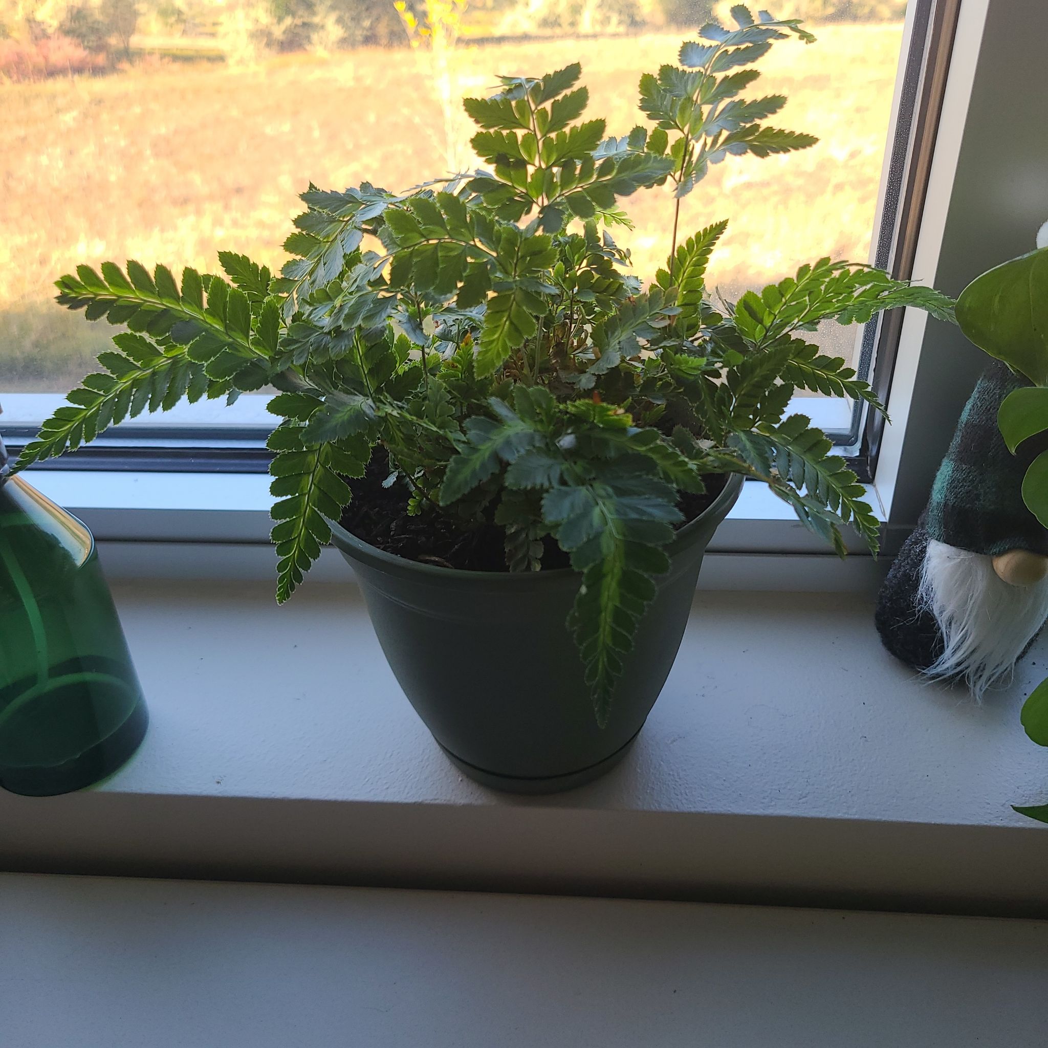 Photo of the plant species East Indian Holly Fern by @PrimalMakole named Fern on Greg, the plant care app