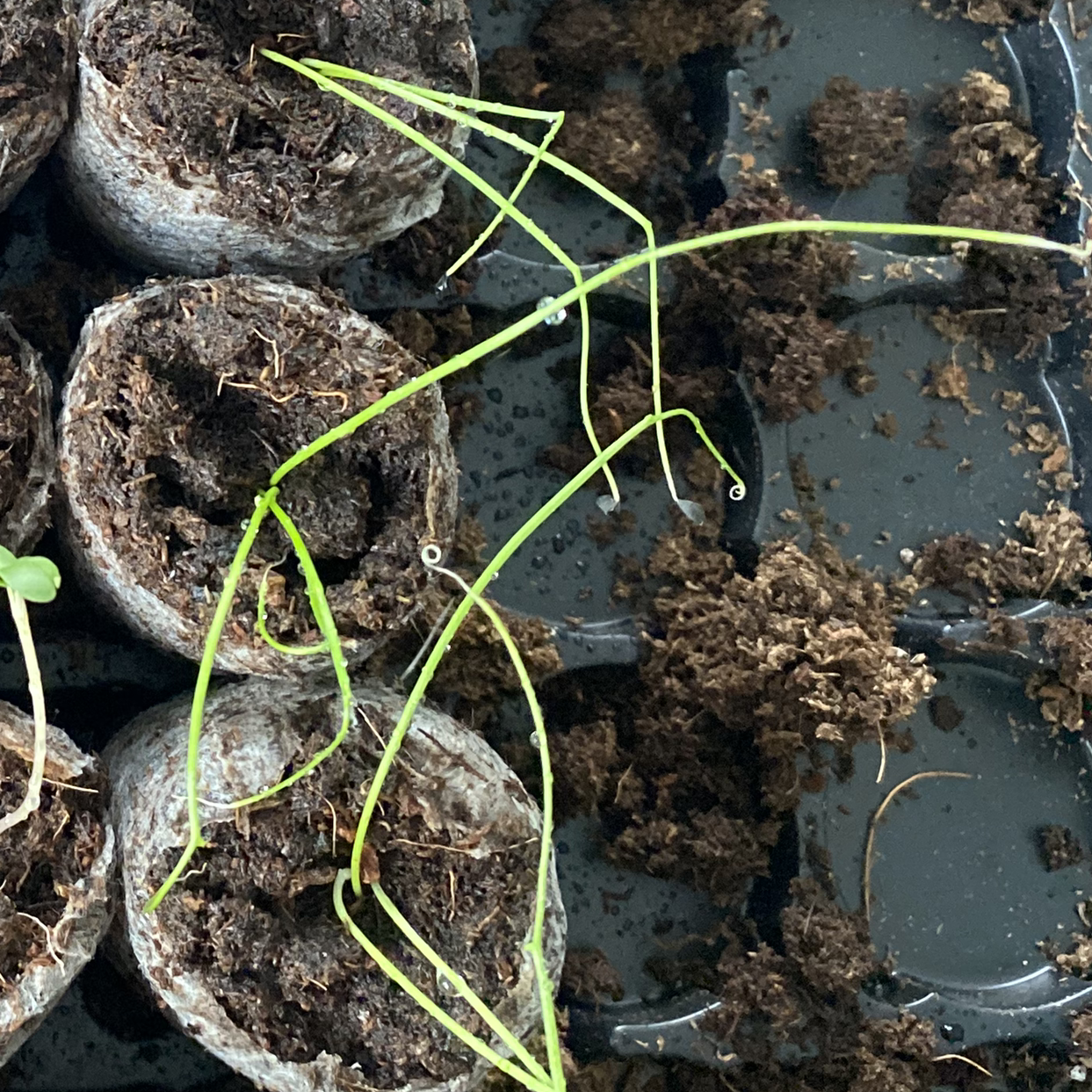 Long Green Onion plant with yellowing and browning stems in a seedling tray with visible soil.