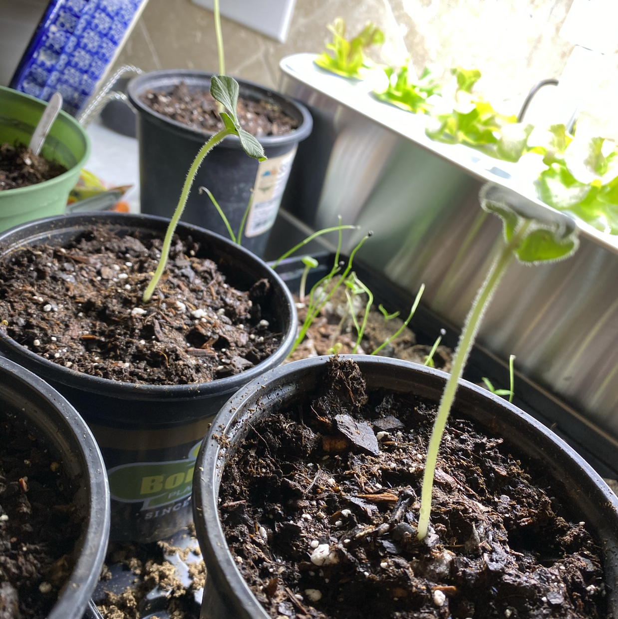 Young okra plants in small pots with visible soil in an indoor setting.