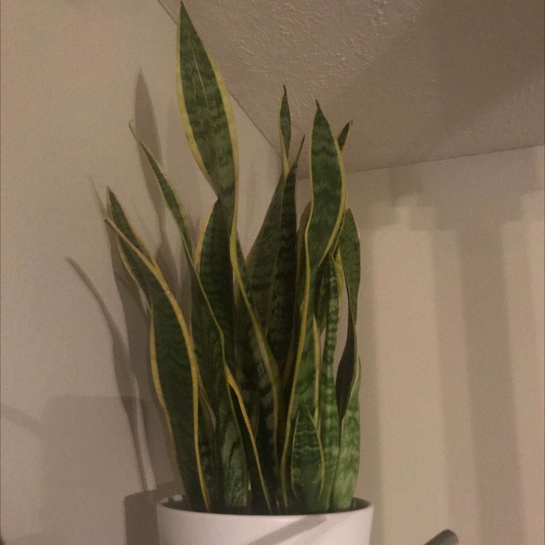 Snake Plant plant photo by @jrobin4 named Zeus on Greg, the plant care app.