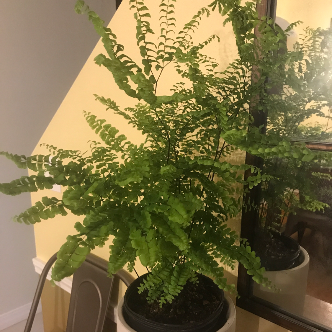 Northern Maidenhair Fern plant photo by @jrobin4 named Fernie Mac on Greg, the plant care app.