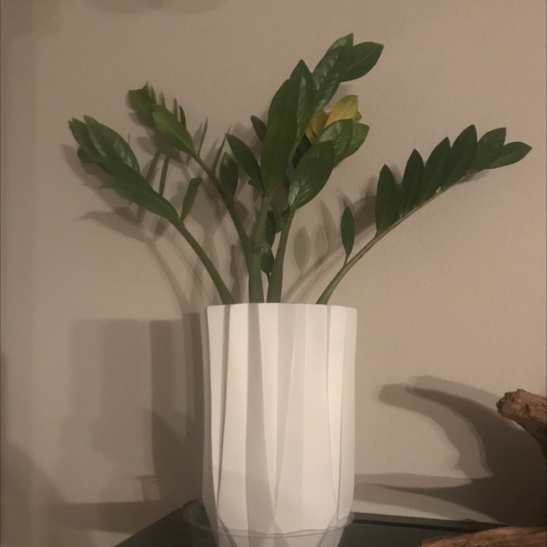 Zamioculcas Zamiifolia plant photo by @jrobin4 named Ulysses S Plant on Greg, the plant care app.