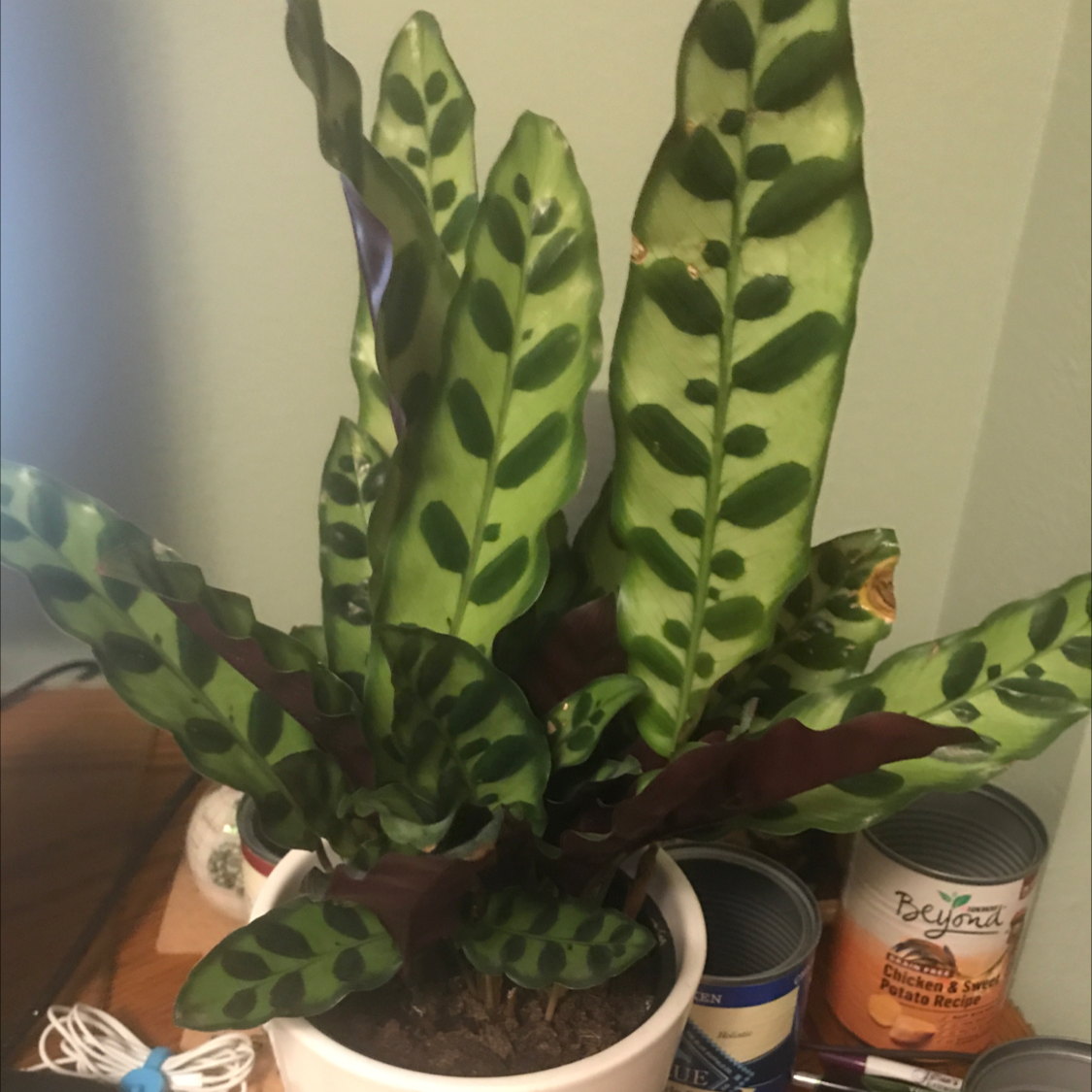 Rattlesnake Plant plant photo by @jrobin4 named Madonna on Greg, the plant care app.