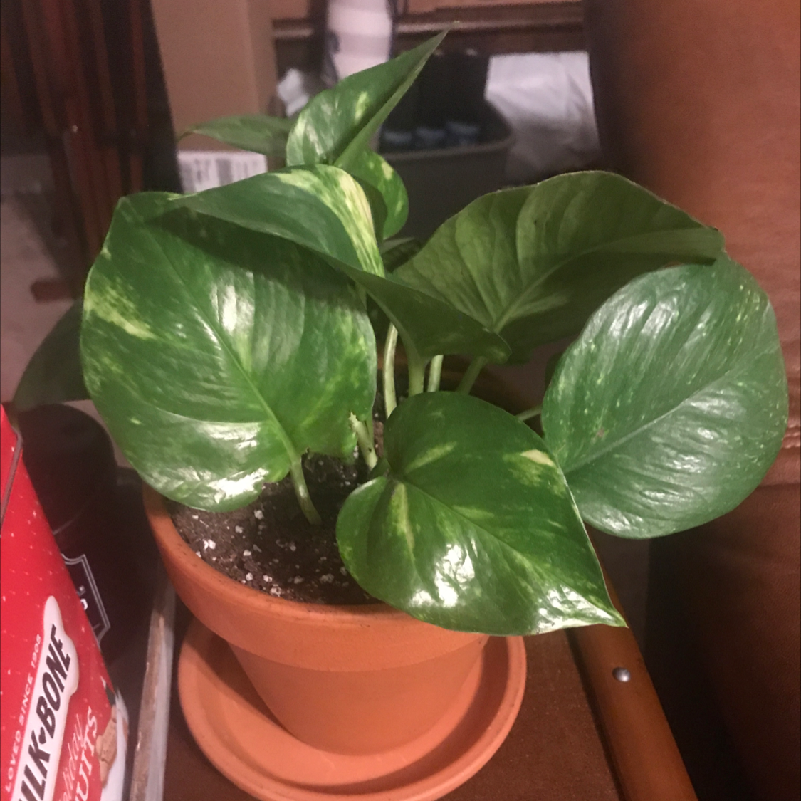 Taro Vine plant photo by @jrobin4 named Aristotle on Greg, the plant care app.