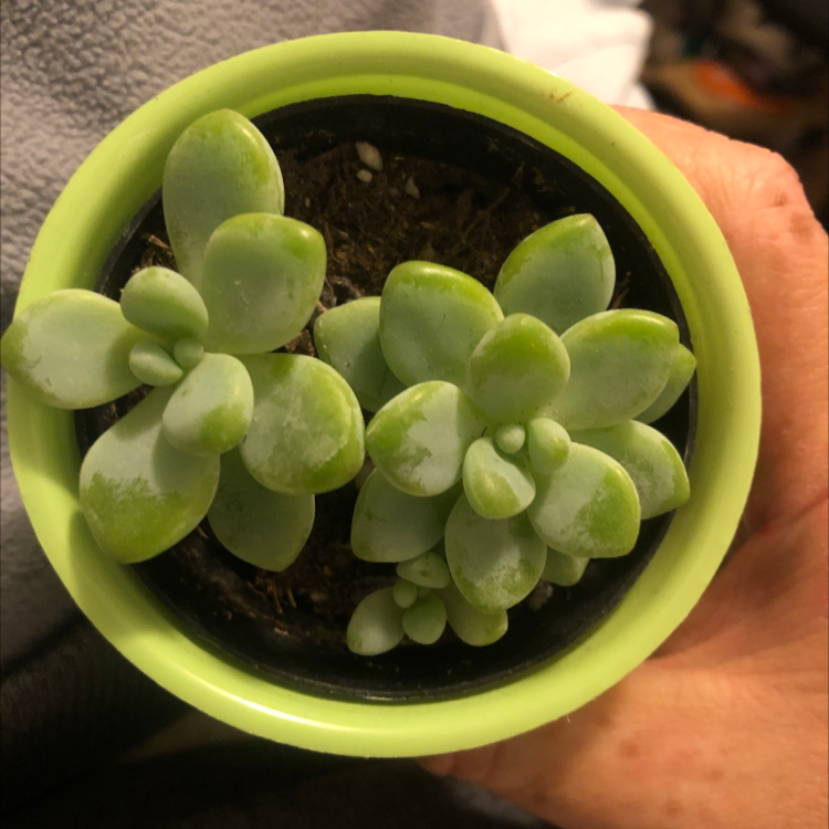 Potted Sedum clavatum succulent with thick, fleshy leaves held by a hand.