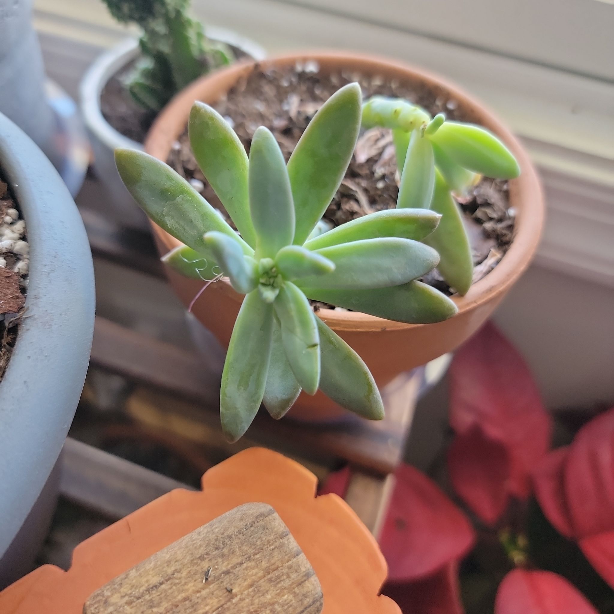 Pachyphytum hookeri succulent in a terracotta pot with green leaves, background includes other plants.