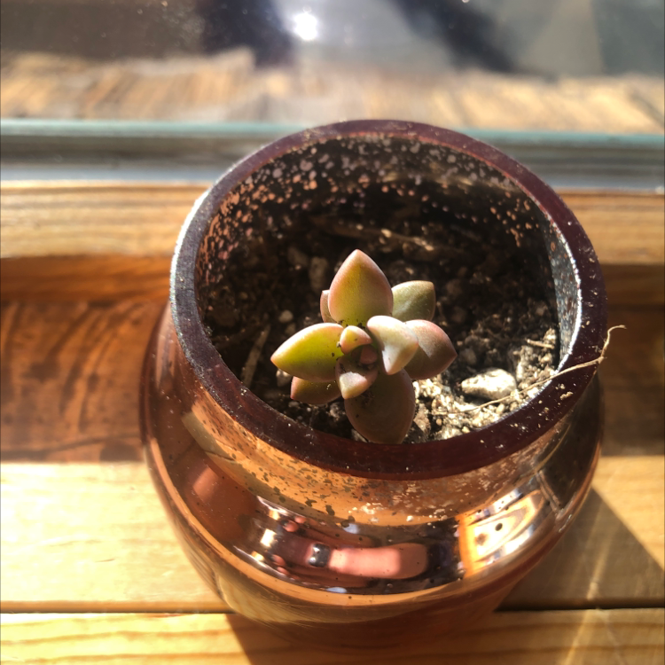 Echeveria Runyonii plant in a pot with visible soil, well-framed and in focus.