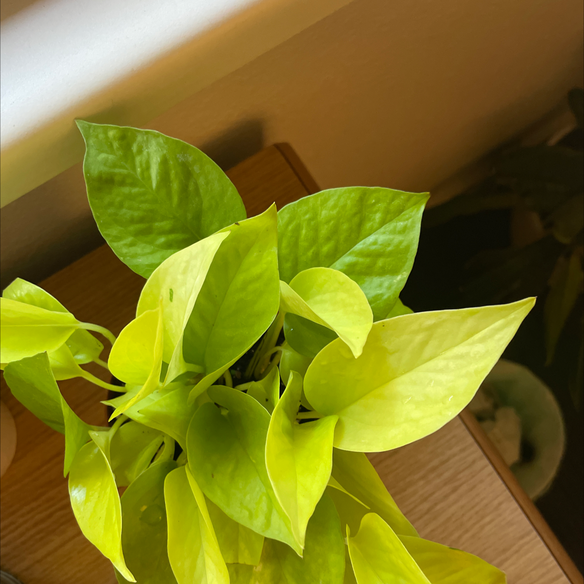 Neon Pothos plant with vibrant green leaves, well-framed and in focus.