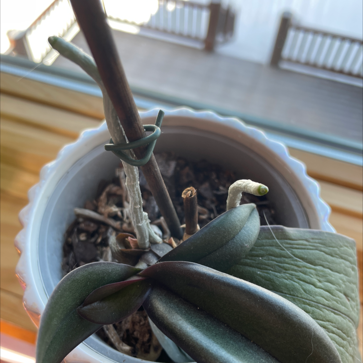 Jewel Orchid in a pot with some browning leaves and visible soil.