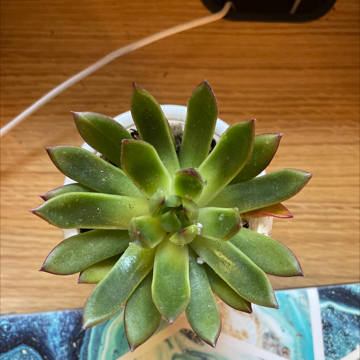 Lipstick Echeveria succulent with green leaves and red tips in a white pot.